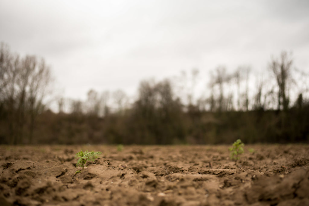 Photo couleur de deux pousses végétales verte dans un champ labourré et vide avec des arbres sans feuilles à l'arrière-plan