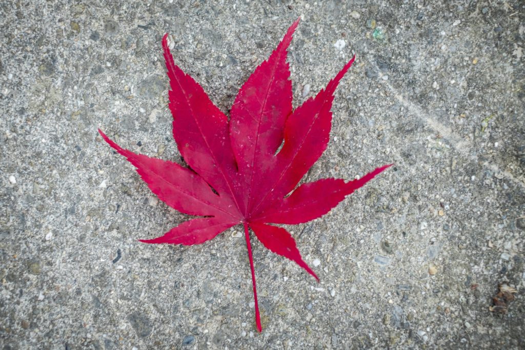 Photo couleur d'une feuille très colorée, rouge rosée, posée sur la route créant un fond monnochrome