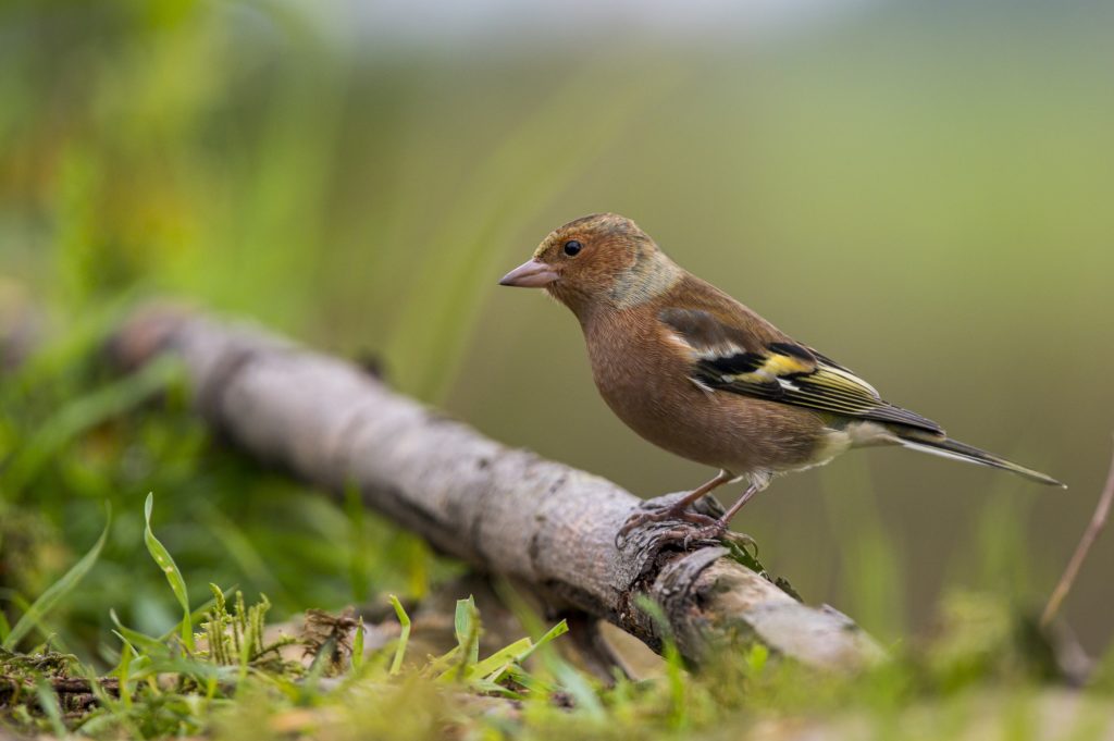 Photo d'un oiseau posé sur une branche, prise au téléobjectif et bien présent dans le cadre