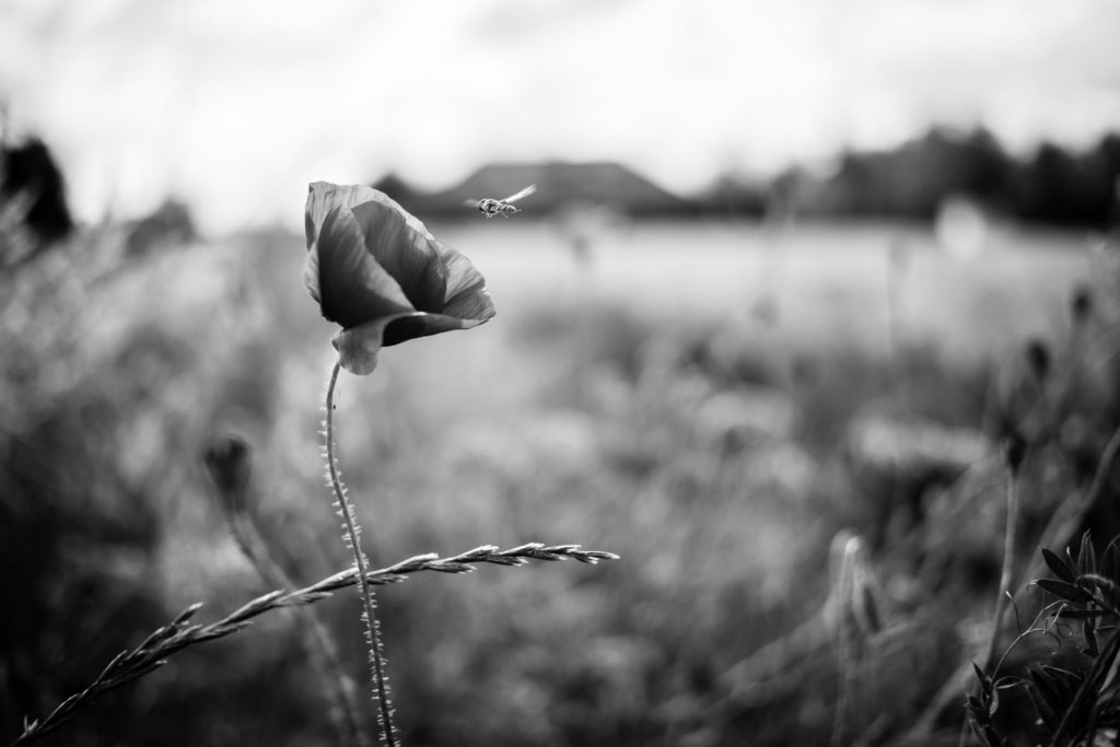 Photo en Noir et Blanc d'un coquelicot dans un champ avec un insecte volant à proximité