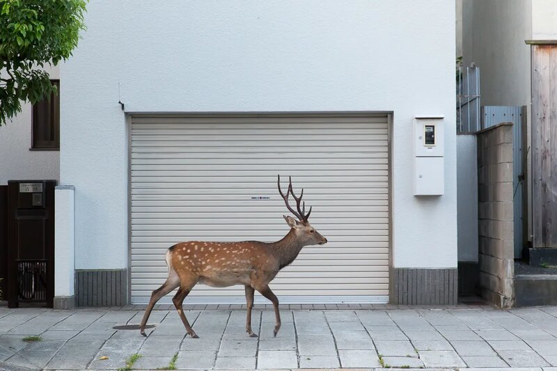 Photo couleur d'un cerf se baladant en ville, passant sur un trottoir devant la porte de garage d'une habitation
