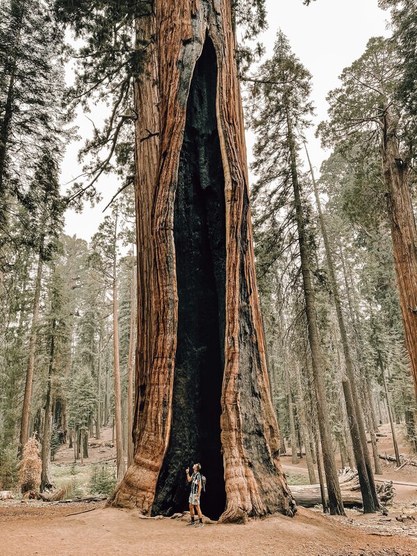 Photo couleur représentant un homme debout au pied d'un séquoia géant