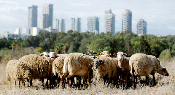 Photo couleur représentant un troupeau de moutons à l'avant-plan et des buildings à l'arrière-plan